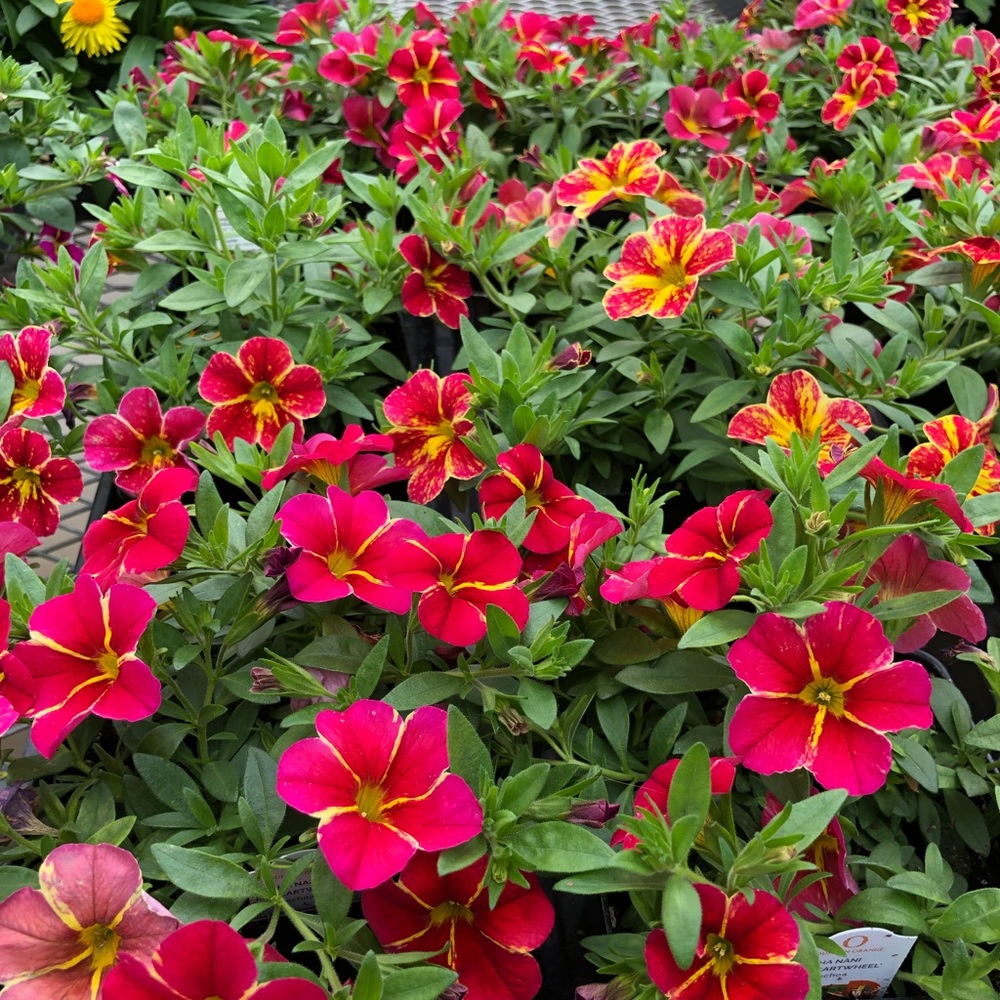 Meet your Posher, Chloe